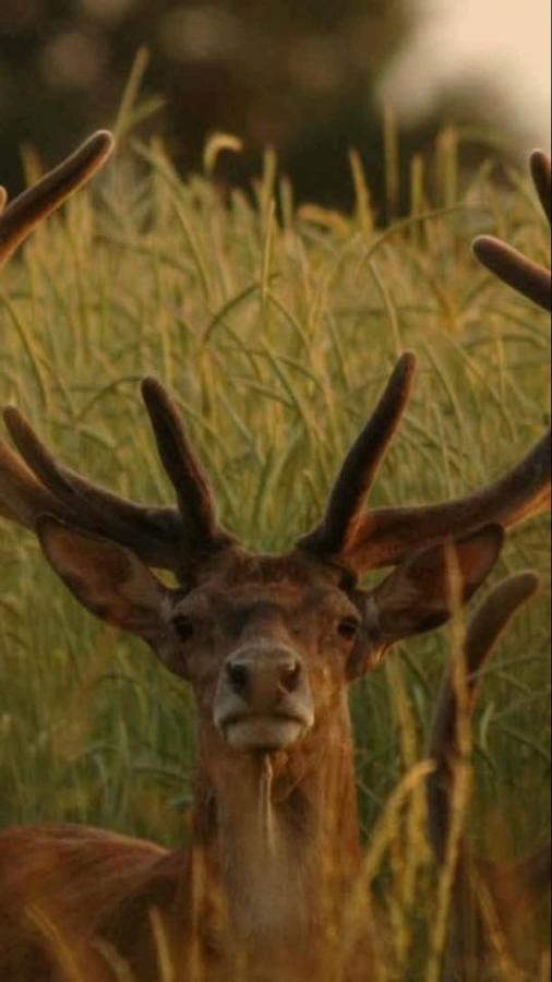 L'Hotie De Broceliande, Au Coeur Des Sites Naturels Et Legendaires Paimpont Eksteriør billede