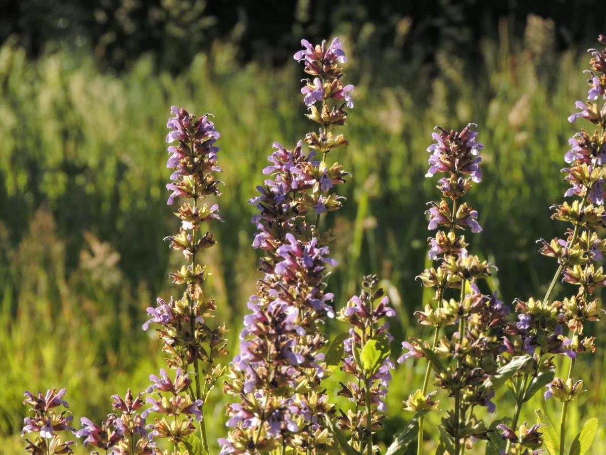 L'Hotie De Broceliande, Au Coeur Des Sites Naturels Et Legendaires Paimpont Eksteriør billede