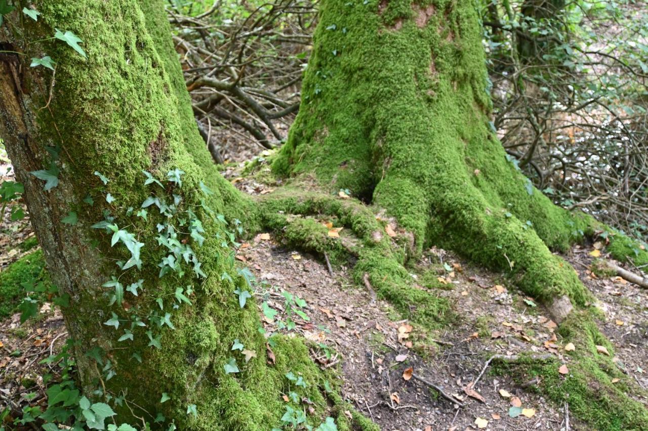 L'Hotie De Broceliande, Au Coeur Des Sites Naturels Et Legendaires Paimpont Eksteriør billede
