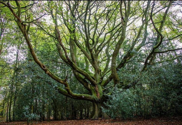 L'Hotie De Broceliande, Au Coeur Des Sites Naturels Et Legendaires Paimpont Eksteriør billede