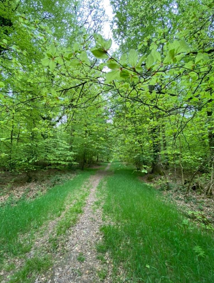 L'Hotie De Broceliande, Au Coeur Des Sites Naturels Et Legendaires Paimpont Eksteriør billede